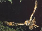 Flying
        Owl