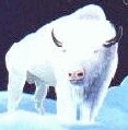 White Buffalo 4