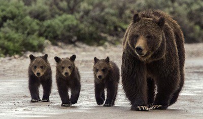 Bear Symbolism and Meaning in Mythology, Folklore, and Culture