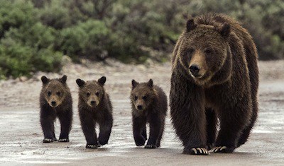 Native American Bear  American Indian Bear